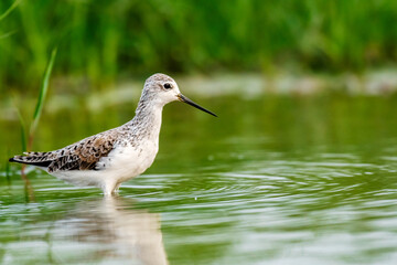 Marsh Sandpiper at Chilika Lake,  India