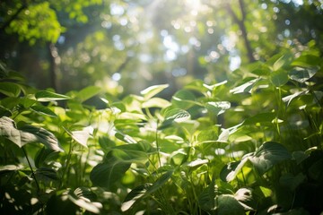 Sunlight filtering through leaves in a garden