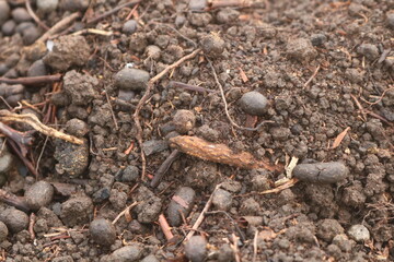 moist soil and tree growing in human hand, on bright green background. Saving the environment, saving clean planet, ecology concept. let's be a healthy nature