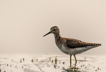 Wood Sandpiper at Chilika lake Manglajodi bird Sanctuary