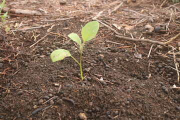 moist soil and tree growing in human hand, on bright green background. Saving the environment, saving clean planet, ecology concept. let's be a healthy nature