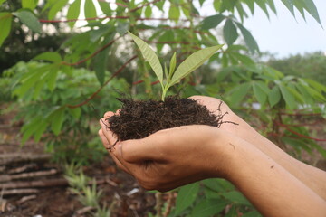 planting trees on the ground as a campaign to preserve the environment and forests for the future. global warming. Land.