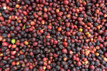 organic red berries coffee beans background. Coffee Seeds. red coffee ripeness dry process coffee