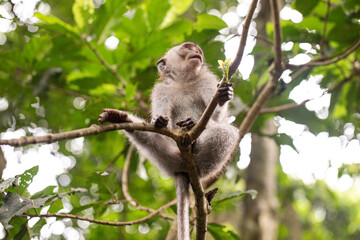 Portrait of a macaque sitting on a tree against the background of the jungle. The monkey looks thoughtfully. Behavior of Monkeys in their natural habitat. Monkey forest in Ubud.