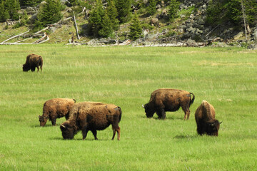 scenery in Yellowstone National Park, Wyoming, USA