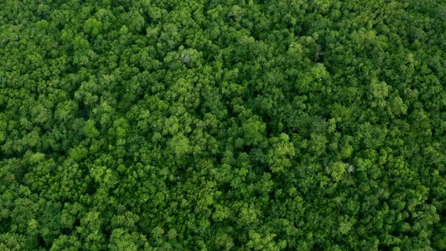 Green background of mangroves trees. Aerial drone view at 4K.