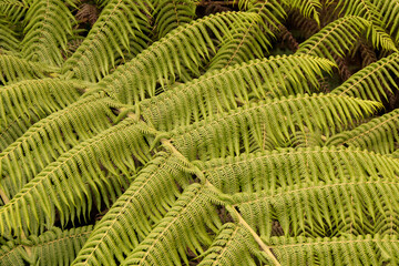 Tree Fern, Australian Rainforest