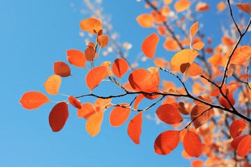 Vibrant autumn leaves against a blue sky