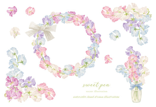 スイートピー」の写真素材 | 31,072件の無料イラスト画像 | Adobe Stock