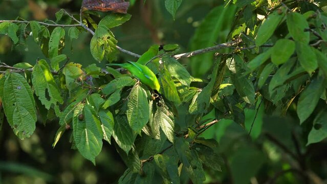 Camouflaged green leafbird bird hidden among leaves in natural habitat. Wildlife and biodiversity.
