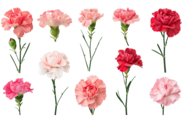 Assorted carnations in shades of pink, red, and white are neatly arranged on a clean background, ideal for varied floral themes.