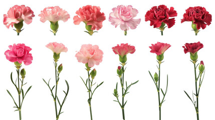 Assorted carnations in shades of pink, red, and white are neatly arranged on a clean background, ideal for varied floral themes.