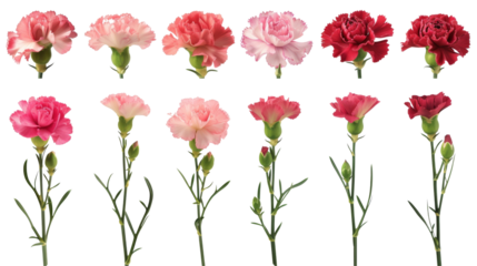 Assorted carnations in shades of pink, red, and white are neatly arranged on a clean background, ideal for varied floral themes.