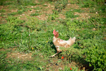 La poule