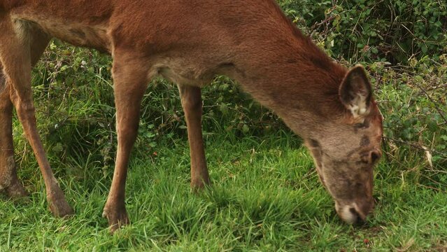 Primer plano de un ciervo en un campo de hierba durante una tarde soleada