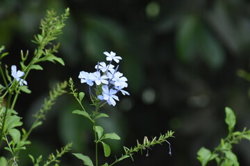 flower in the garden