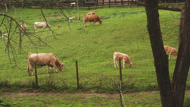 Vacas de una granja pastando con el resto del grupo