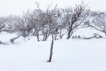 Snow Covered Trees at Kosciuszko National Park, NSW, Australia