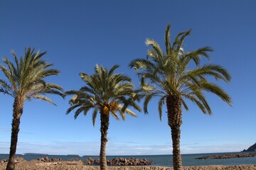 palmiers à Mandelieu la Napoule 