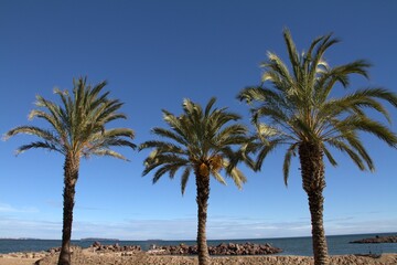 palmiers à Mandelieu la Napoule 