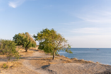 Fototapeta na wymiar дерево на побережье, тропинка среди деревьев на фоне моря