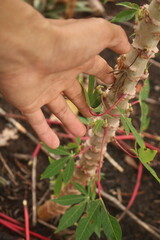 planting trees on the ground as a campaign to preserve the environment and forests for the future. global warming. Land.