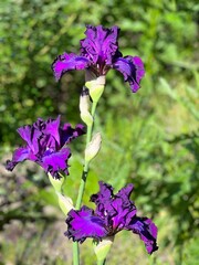 Iris flowers purple blossom in the garden 