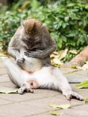 monkeys looking for fleas, macaques, 
care