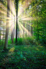 Fototapeta na wymiar Sunny morning in the forest