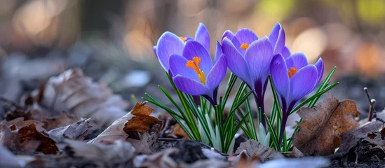 Foto op Aluminium A vibrant cluster of purple flowers, including snow crocus and tommie crocus, sprout from the terrestrial plant amidst the green grass in the natural landscape © 2rogan