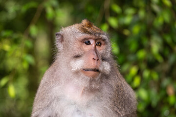 macaque sitting against the background of the jungle. The monkey looks thoughtfully. Behavior of...