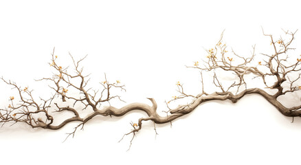 Dry tree twigs or Dead tree on white background. Minimal background for summer concept