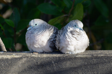Peaceful dove snuggles