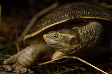 Smiling Krefft's Turtle
