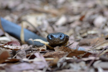 Red-bellied Black Snake Portrait