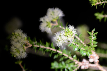 Melaleuca lophocoracorum flowering