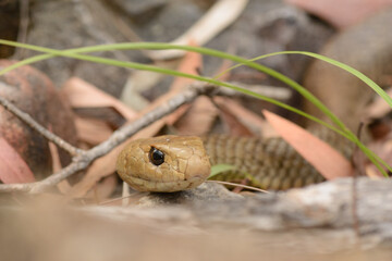 Eastern Brown portrait