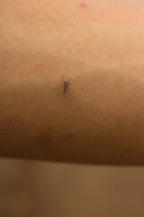 Aedes aegypti mosquito. close up of a Mosquito sucking human blood through the skin