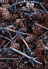 476-28 Cones And Twigs - 736836512