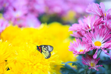 a cluster of orange chrysanthemum flowers at spring