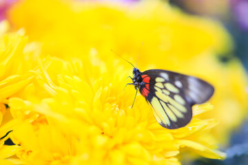a cluster of orange chrysanthemum flowers at spring