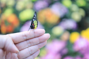 butterfly lands on a man hand in Nature.