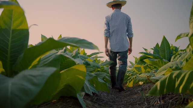 low angle rear view of farmers are walking through the tobacco fields as the sunset, slow motion and focus tracking