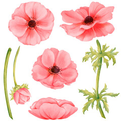 Watercolor flower assortment. Pink anemone construction kit. blossoms, bud, stems, and foliage. for greeting card designs, web layouts, printed materials, wallpapers, gift wrapping and accessories