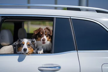 Fotobehang Dogs in car. Dog rides in the car. Transportation of pets. Dogs in window of car. Dogs looking at the window. Safe travelling with pets. Funny Australian shepherd dog. © Volodymyr