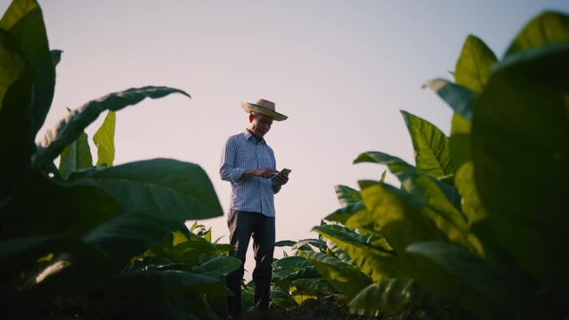The smart farmer concept using a smartphone in tobacco plantation during the evening, modern technology in agricultural growing activities