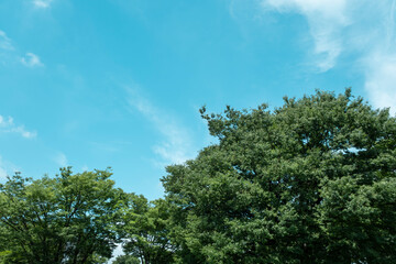 さわやかな春の青空　生い茂る木々の風景の背景　タイトルスペース　季節・アウトドア