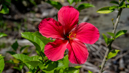 A vibrant crimson hibiscus flower in the bright tropical sunshine.