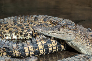 Saltwater Crocodile farm, Queensland, Australia