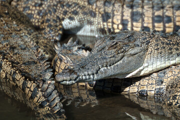 Saltwater Crocodile Farm, Queensland, Australia